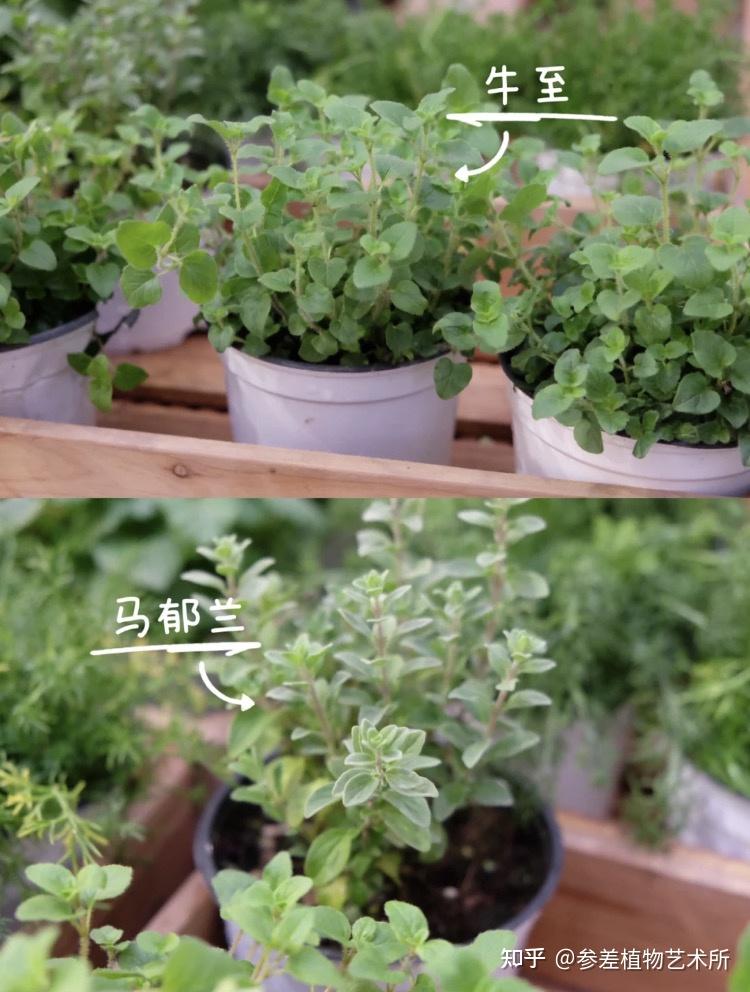 分享16种可食用香草植物