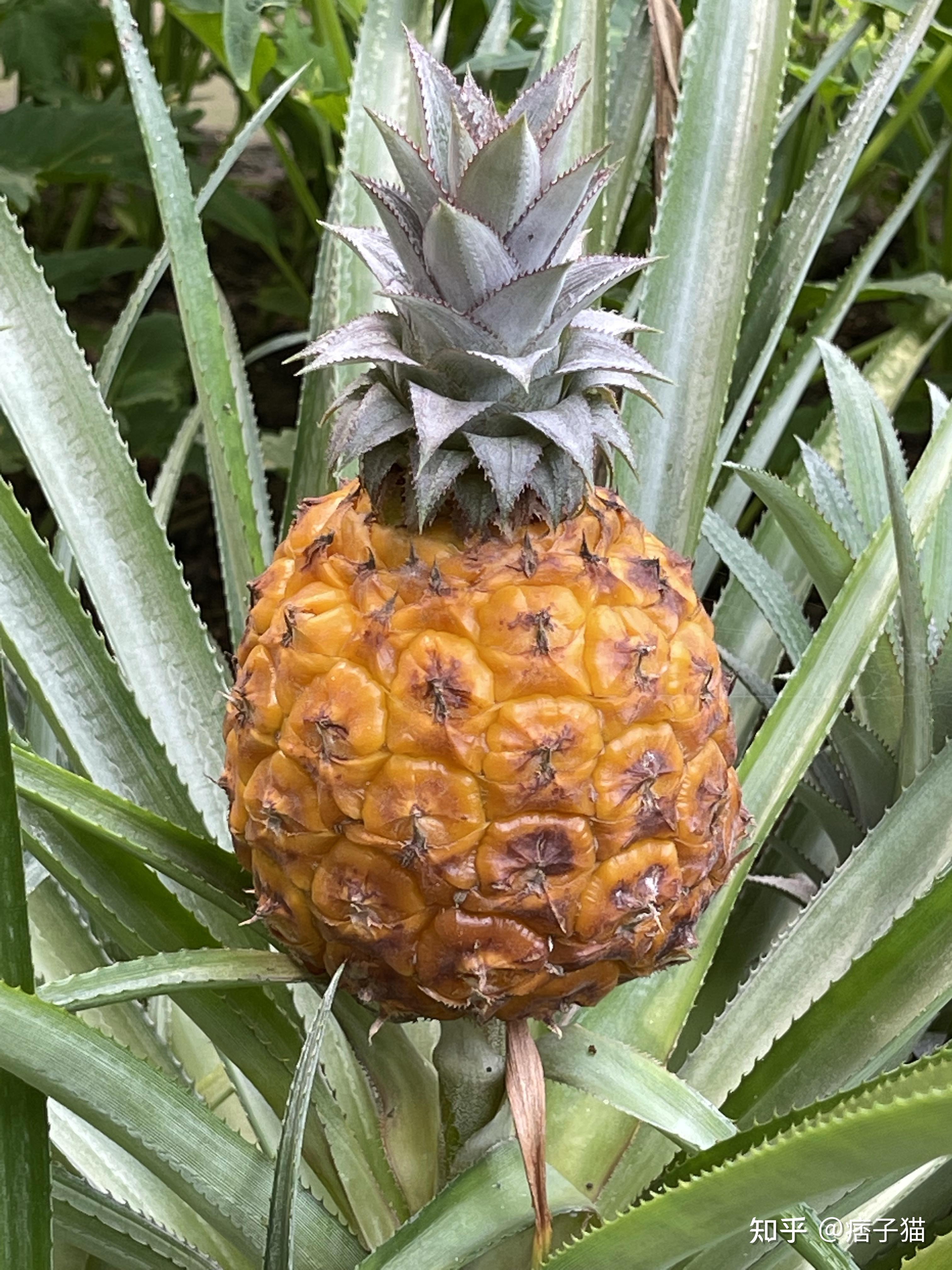 南通洲际绿博园