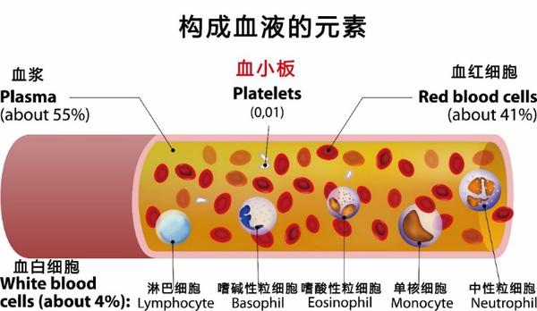 血小板模式图图片