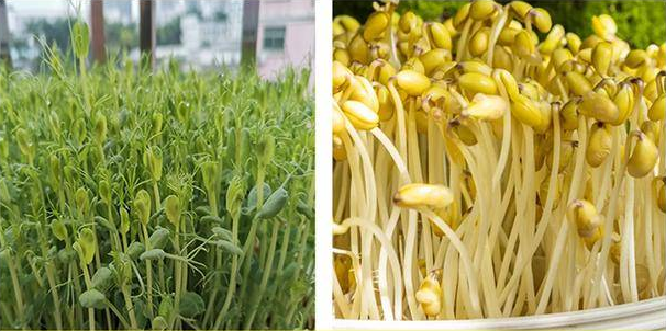 豆芽豆苗向日葵和近视防控