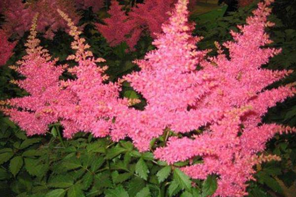 落新妇为何非常适合别墅庭院