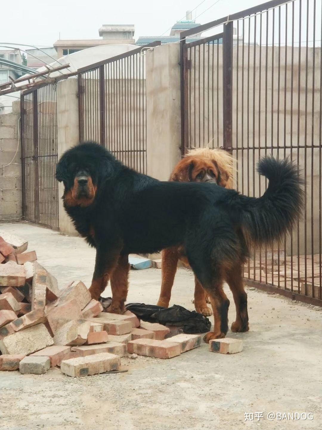 首先,原生的概念我相信大家都懂,可藏獒这个犬种是由藏狗中的优秀个体