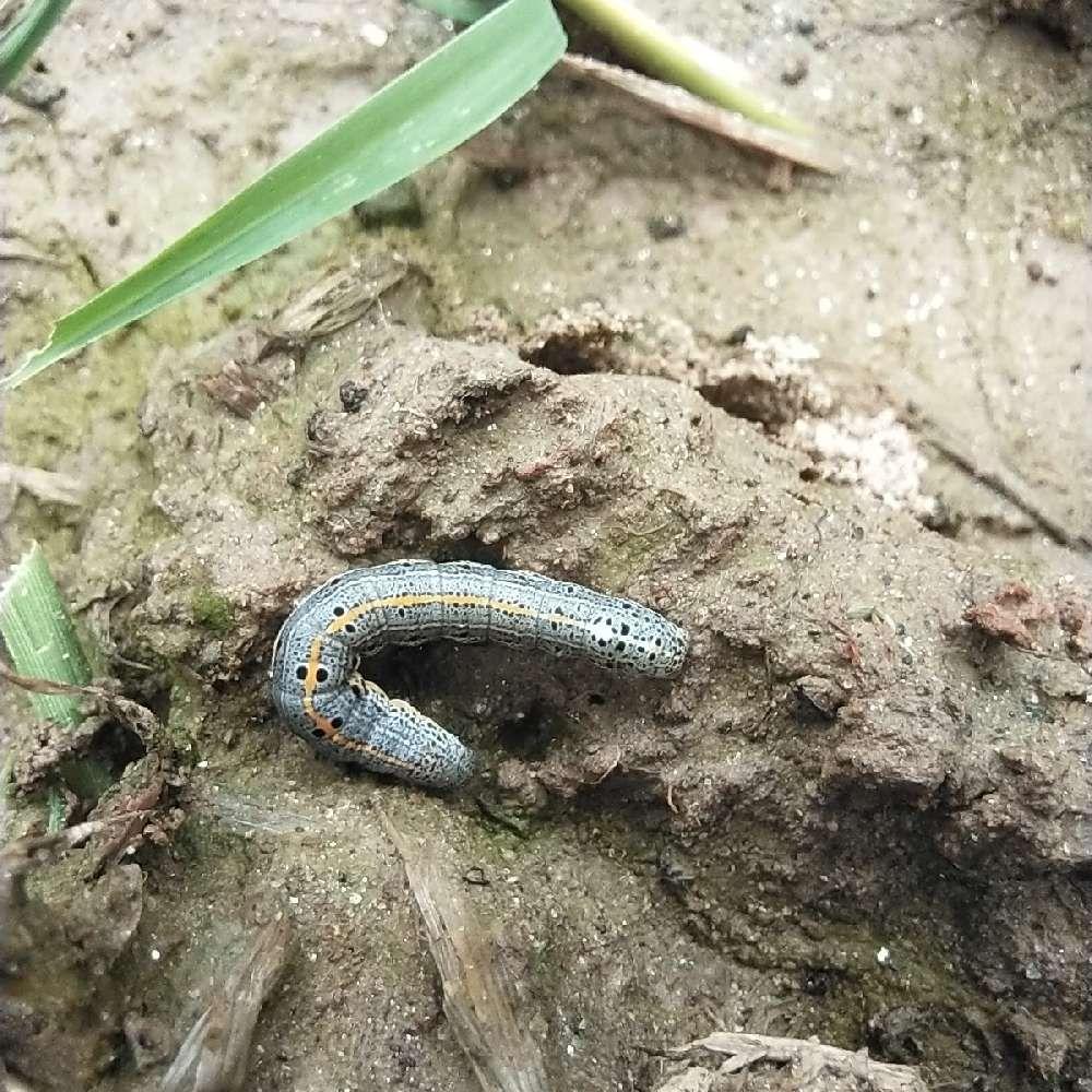 蛇是益虫还是坏虫 v2-81dcf54a7b4526b83026919d0443274e_r.jpg