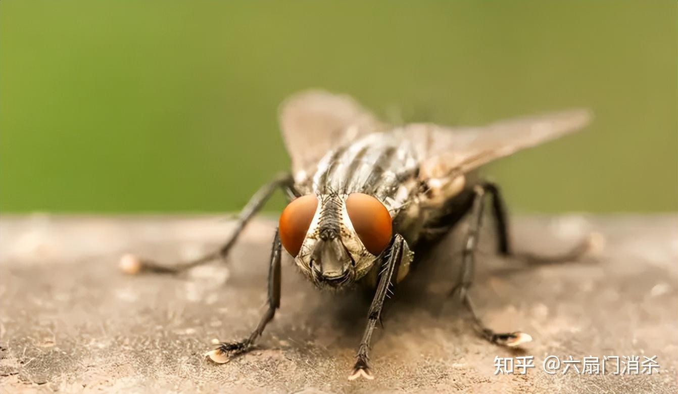 熟悉的常客家蝇 - 知乎
