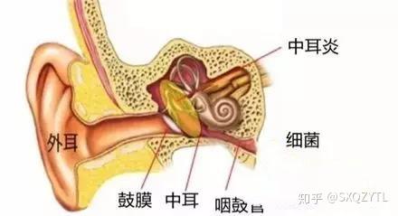 耳朵闷塞 医生说没有耳屎 可能是咽鼓管功能 知乎