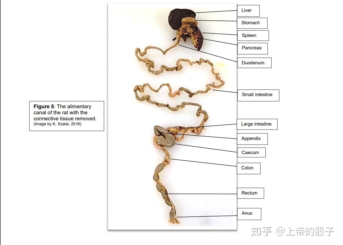 小鼠结肠解剖图图片