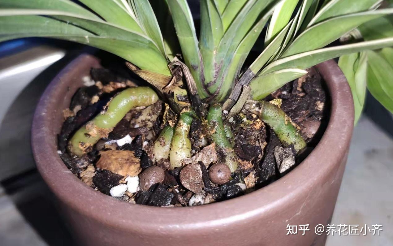 兰花栽种要“露根”?高手都这么整,因为能预防烂根 - 知乎
