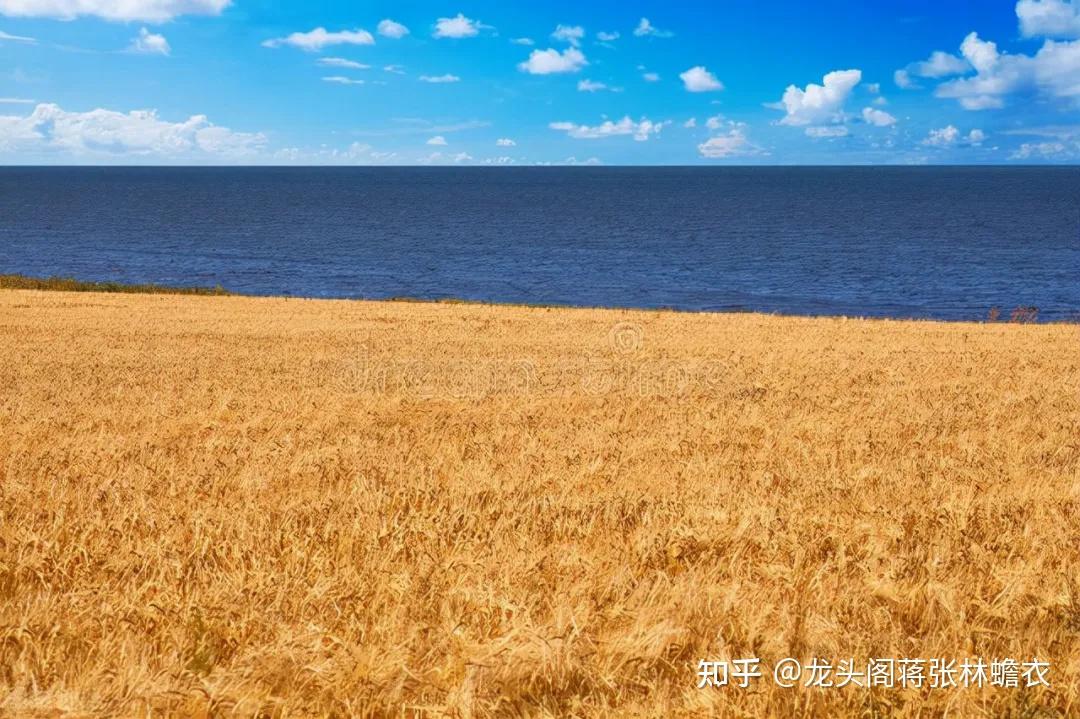 接下來更重要的不是錢而是糧食未來5年糧食新變局上演