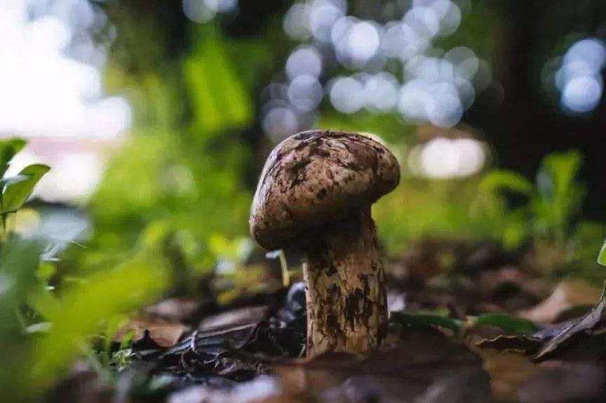 松菌菇多少钱一斤 v2-8207701c8f129274192a22ec7570e271_1440w.jpg?source=172ae18b