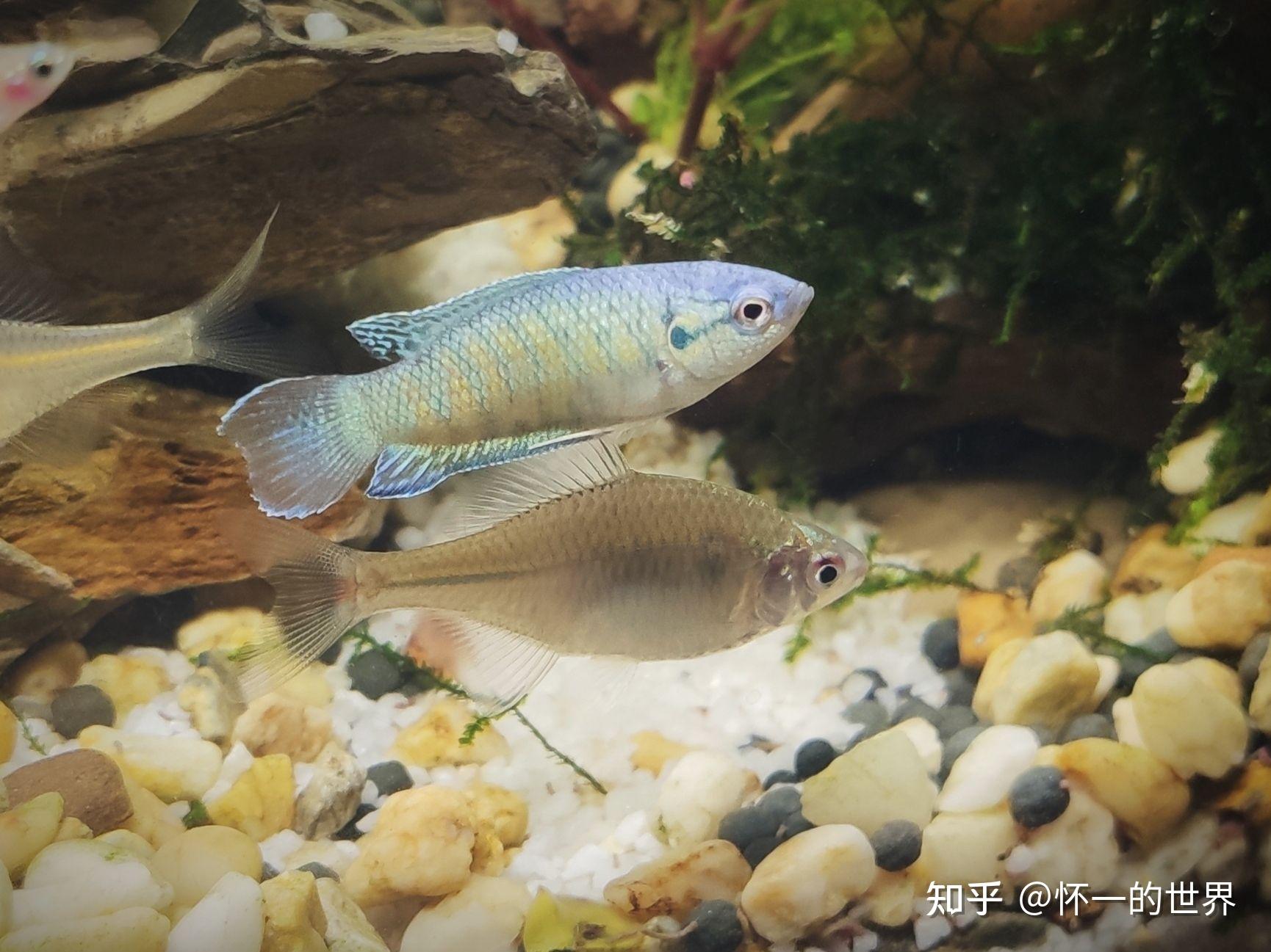 蝶翼斑馬魚身型修長,動作敏捷,遊動起來很好看,但買的這條性格太霸道