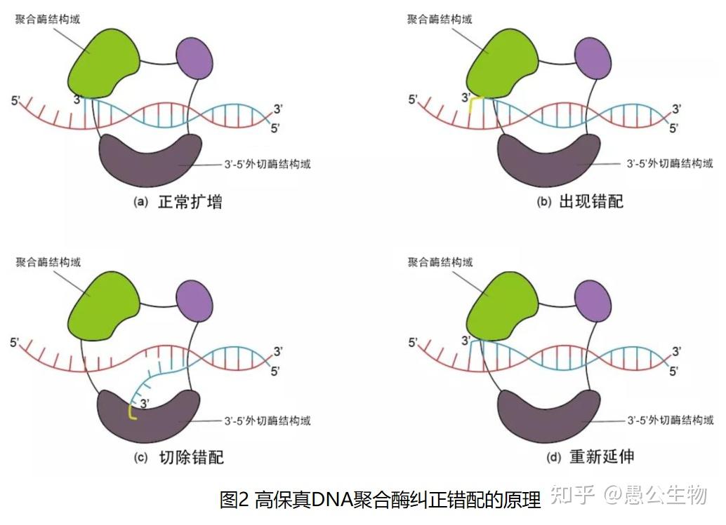 高保真 DNA 聚合酶:基因世界里的 “精准复印机” - 知乎