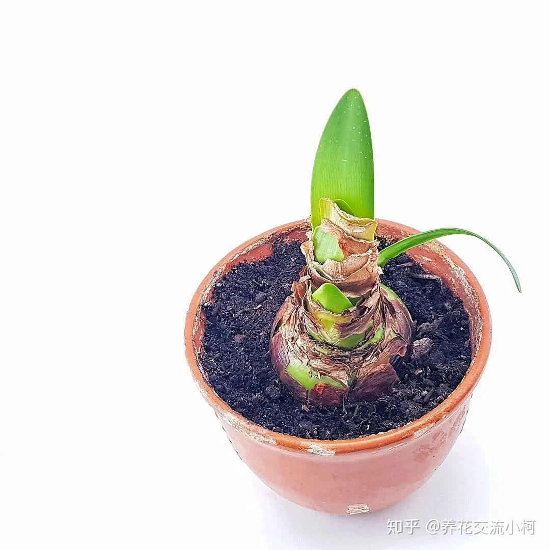 带你走进球根植物大世界,品种丰富,栽种有技巧,养护指南教给你 - 知乎