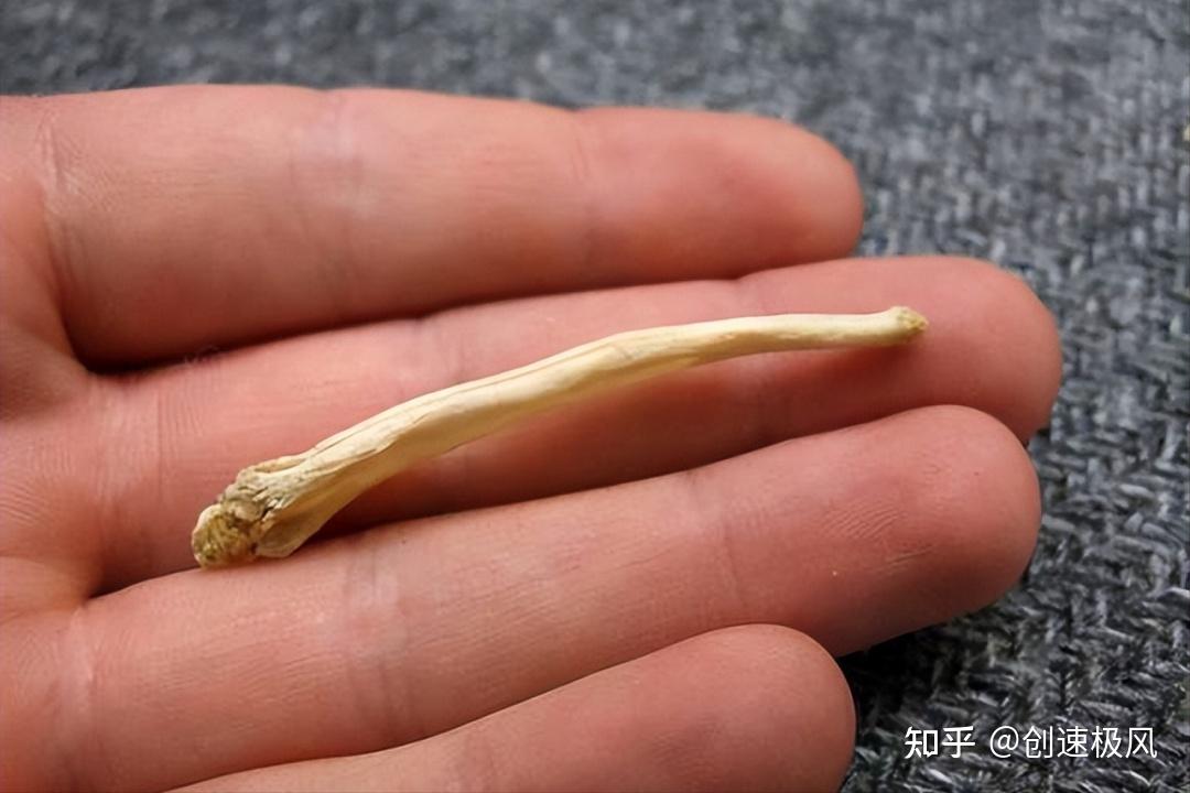揭秘人类曾拥有的神秘“阴茎骨”，是进化还是退化？ - 知乎
