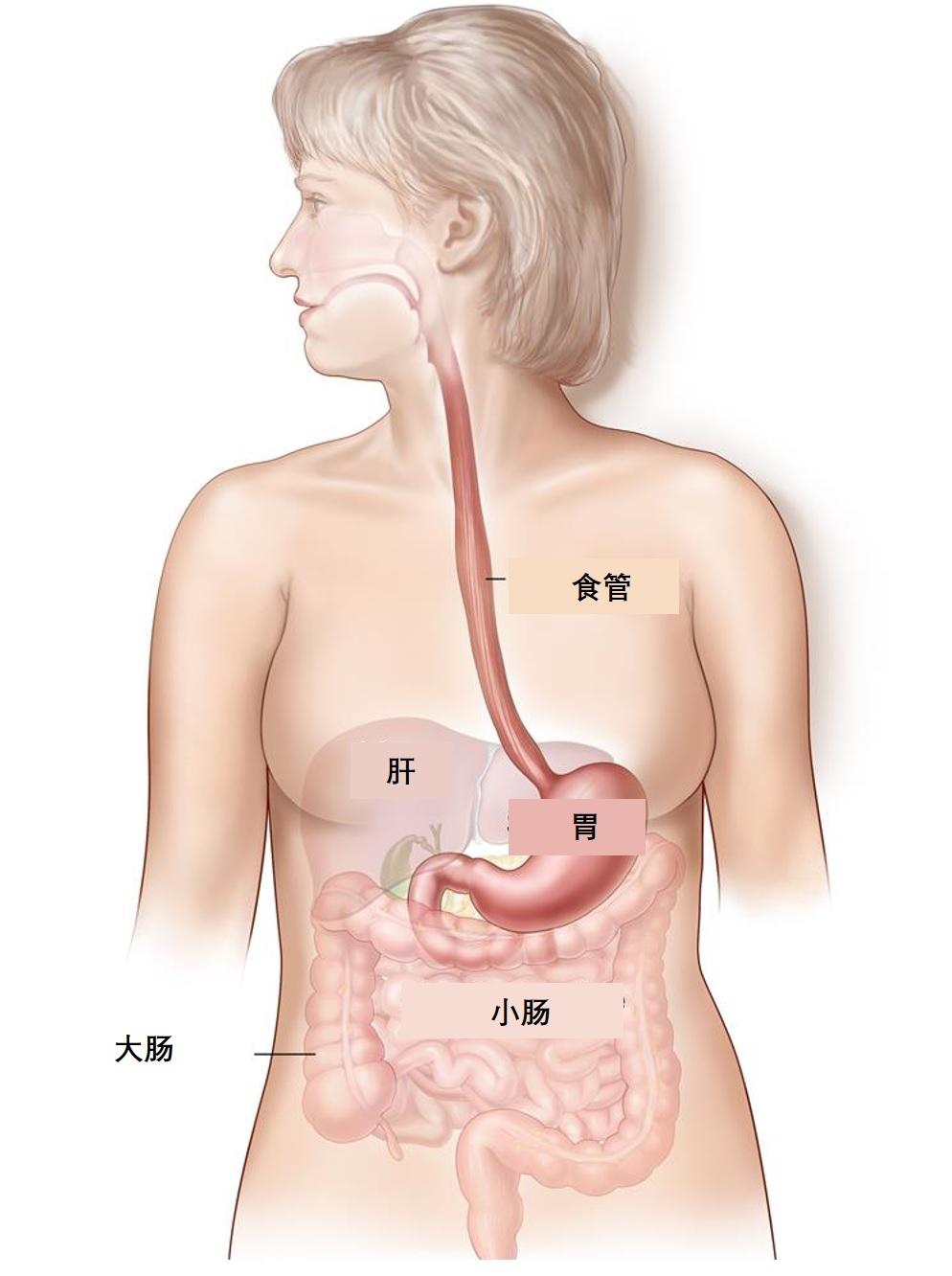 一文读懂食管癌的病理报告 知乎