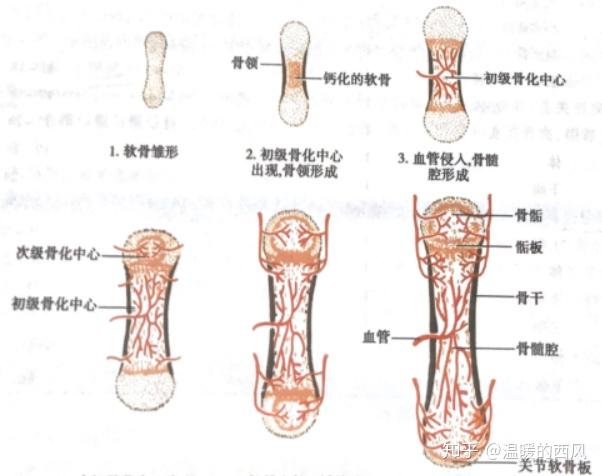 软骨内成骨图片