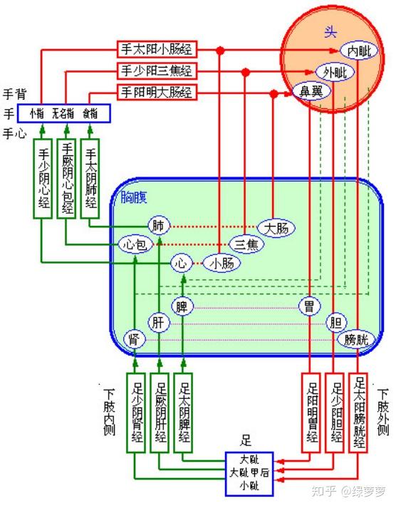 十二经循行图