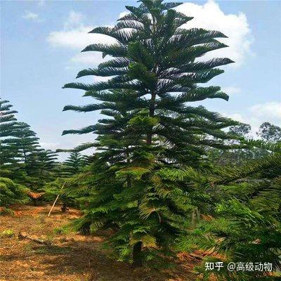 植物——南洋杉 - 知乎