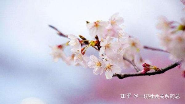 每日一句英语day68 你是人间四月天 知乎