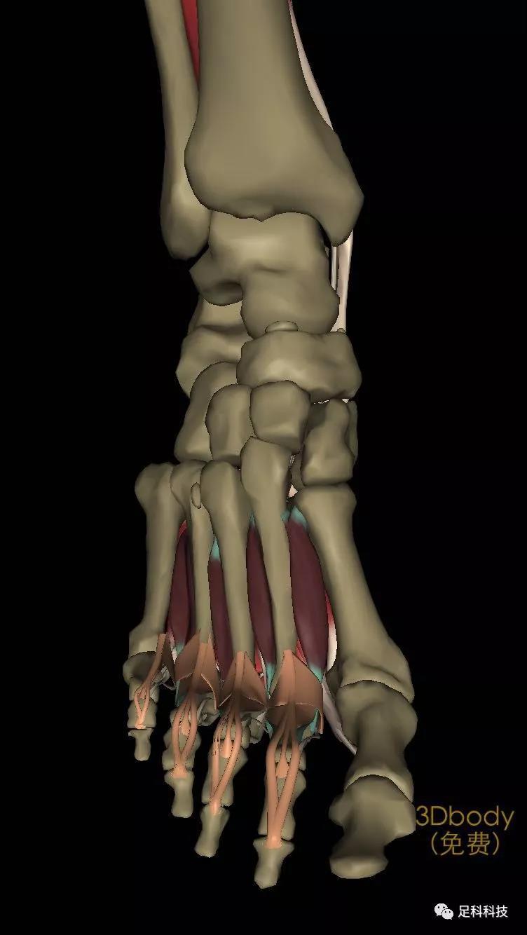 拇展肌作用:外展拇趾起点:跟骨,舟骨止点:拇趾近节跖骨底②