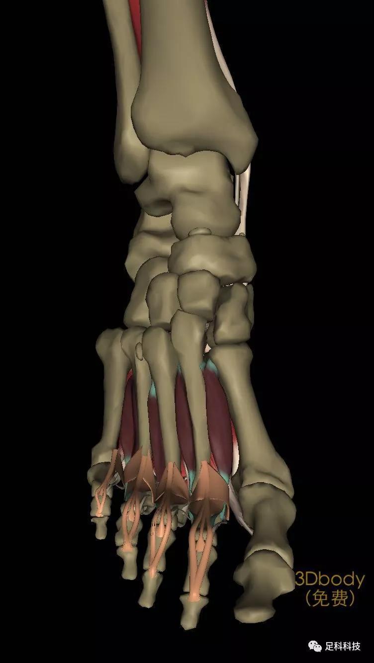 脚的肌肉解剖图图片