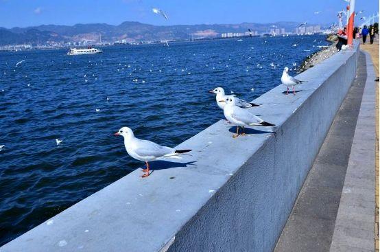 旅游月刊昆明海埂公园海鸥奇遇记