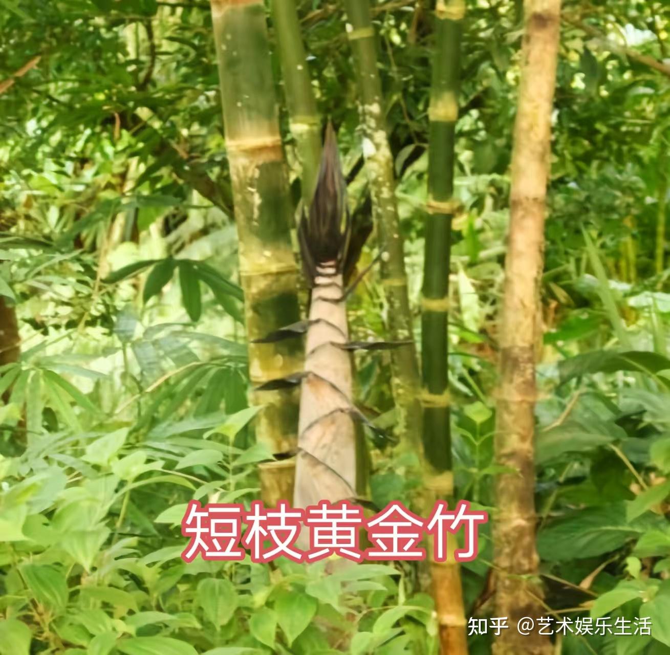 禾本科竹亚科的37种代表植物 - 知乎