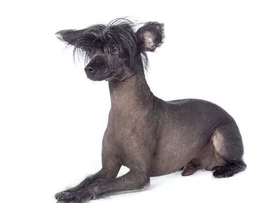 【萌犬百科】世界上"最丑"的狗狗-中国冠毛犬