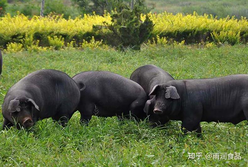 雨润好物年货届的灵魂雨润黑猪皇腊肠