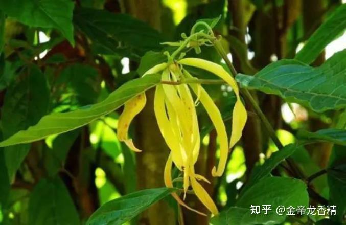 依兰就是依兰，不应该被作比较 - 知乎