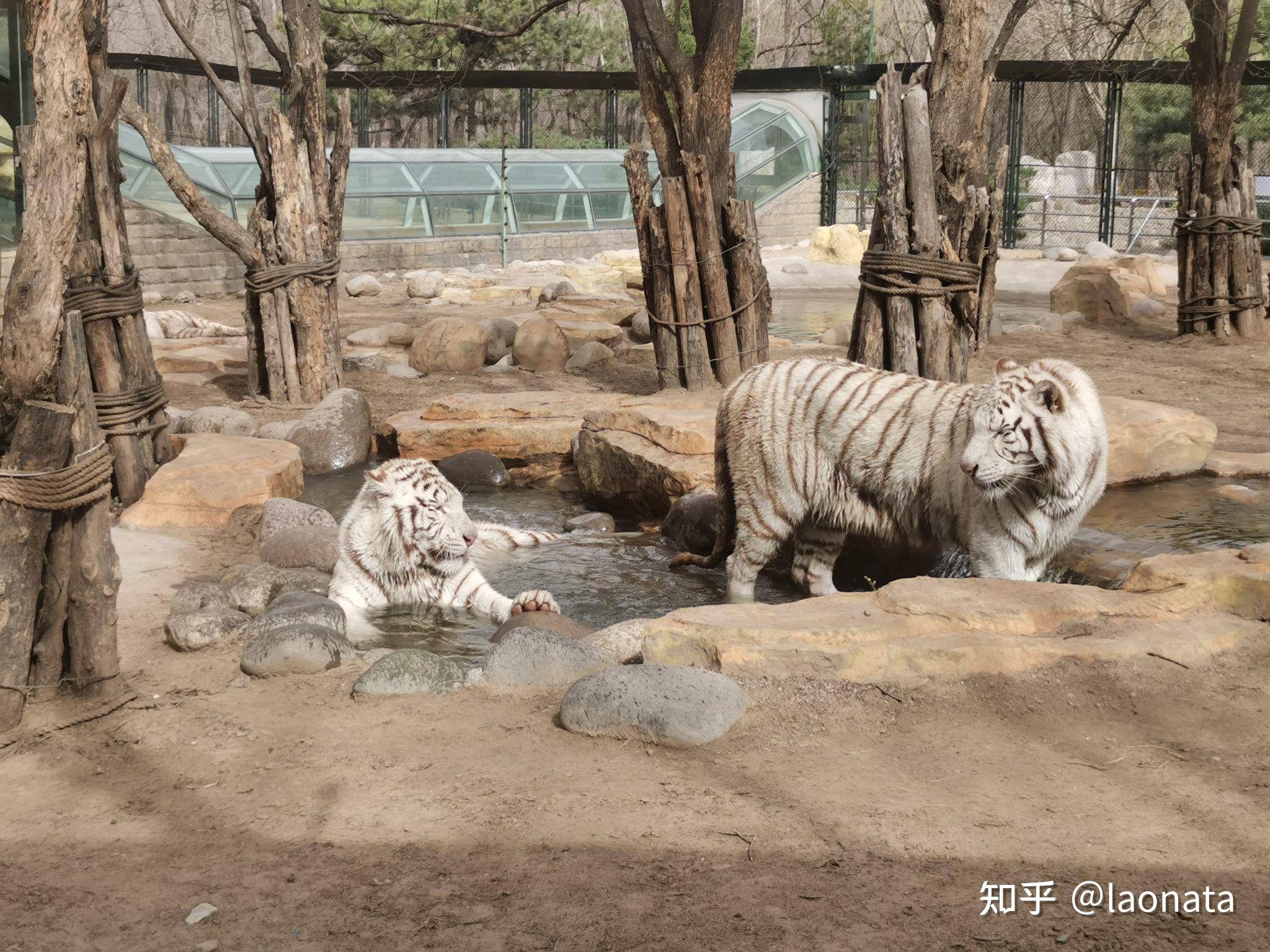 开讲丨我在北京动物园养老虎_北京日报APP新闻