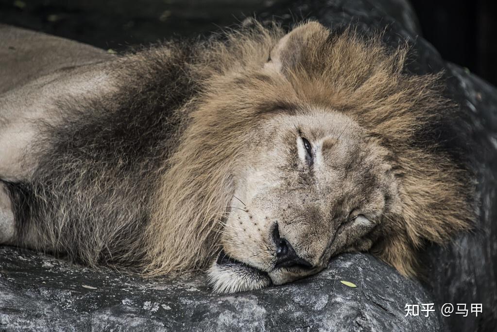 "行作鹅王步,语作含钟声,睡作狮子卧"----千金方不要一直平躺,更不要