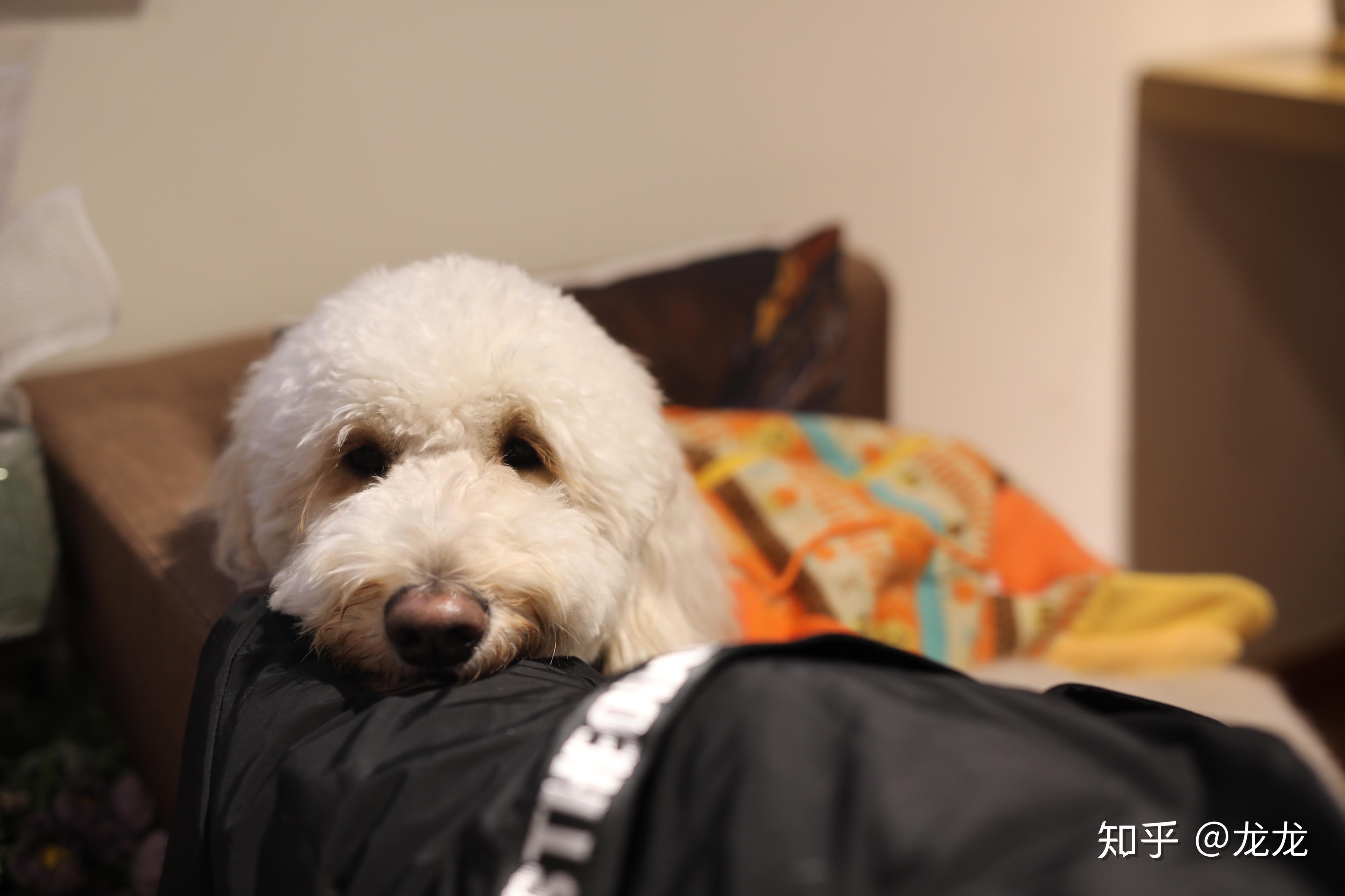 怎么教狗狗不要乱撒尿 v2-825c0f5b4dddbeec2d7d0e7cbb9c03c2_r.jpg