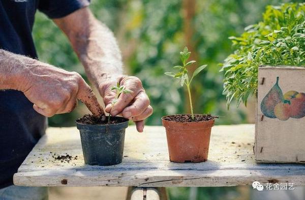 一个花盆中蕴含的知识 助你 养花 更上一层楼 太多人不知道 知乎
