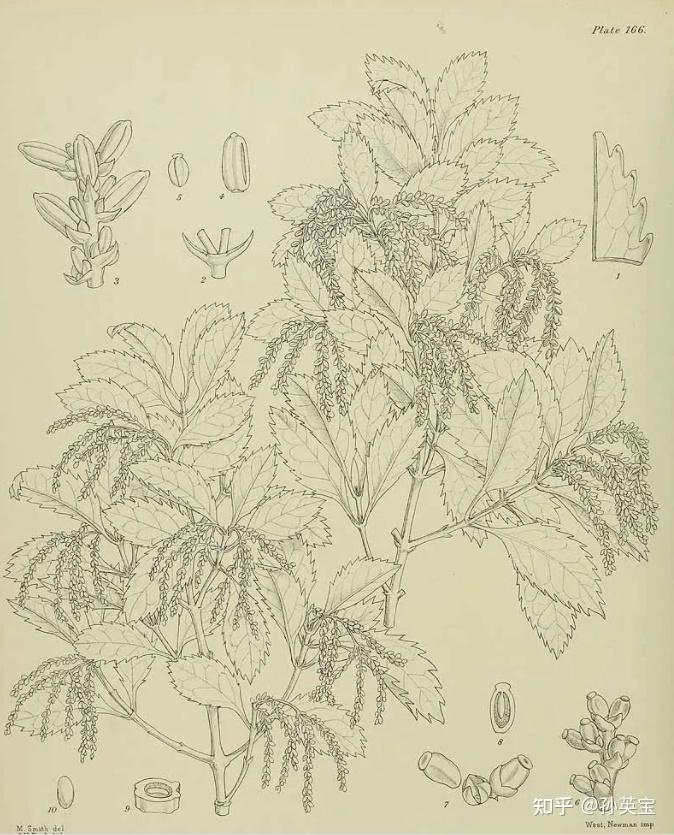 科学绘画被子植物金粟兰科的成员