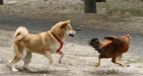 鸡吃完米狗舔完面火烧断锁哪个更快