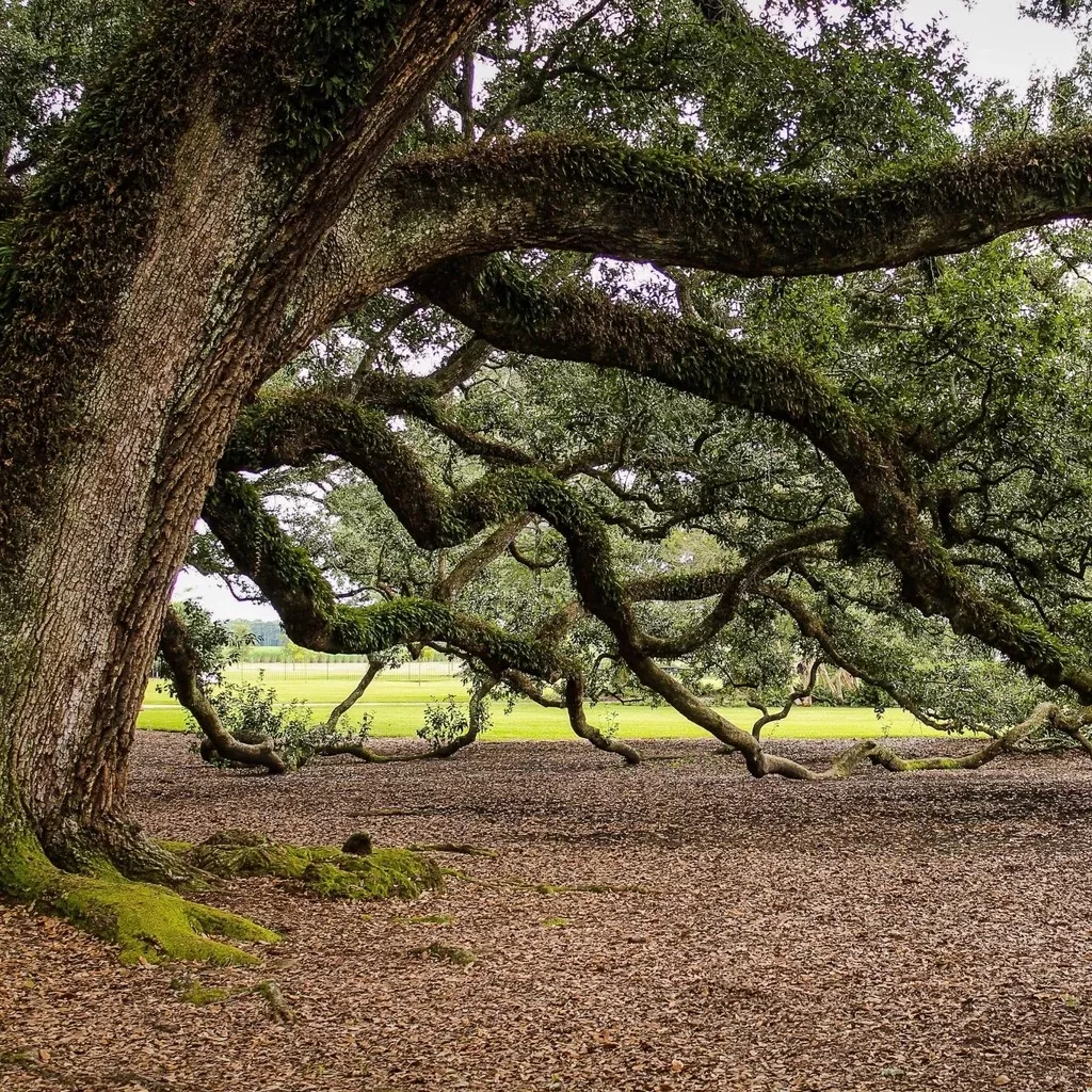 北美黑胡桃木打造理想中的家居生活