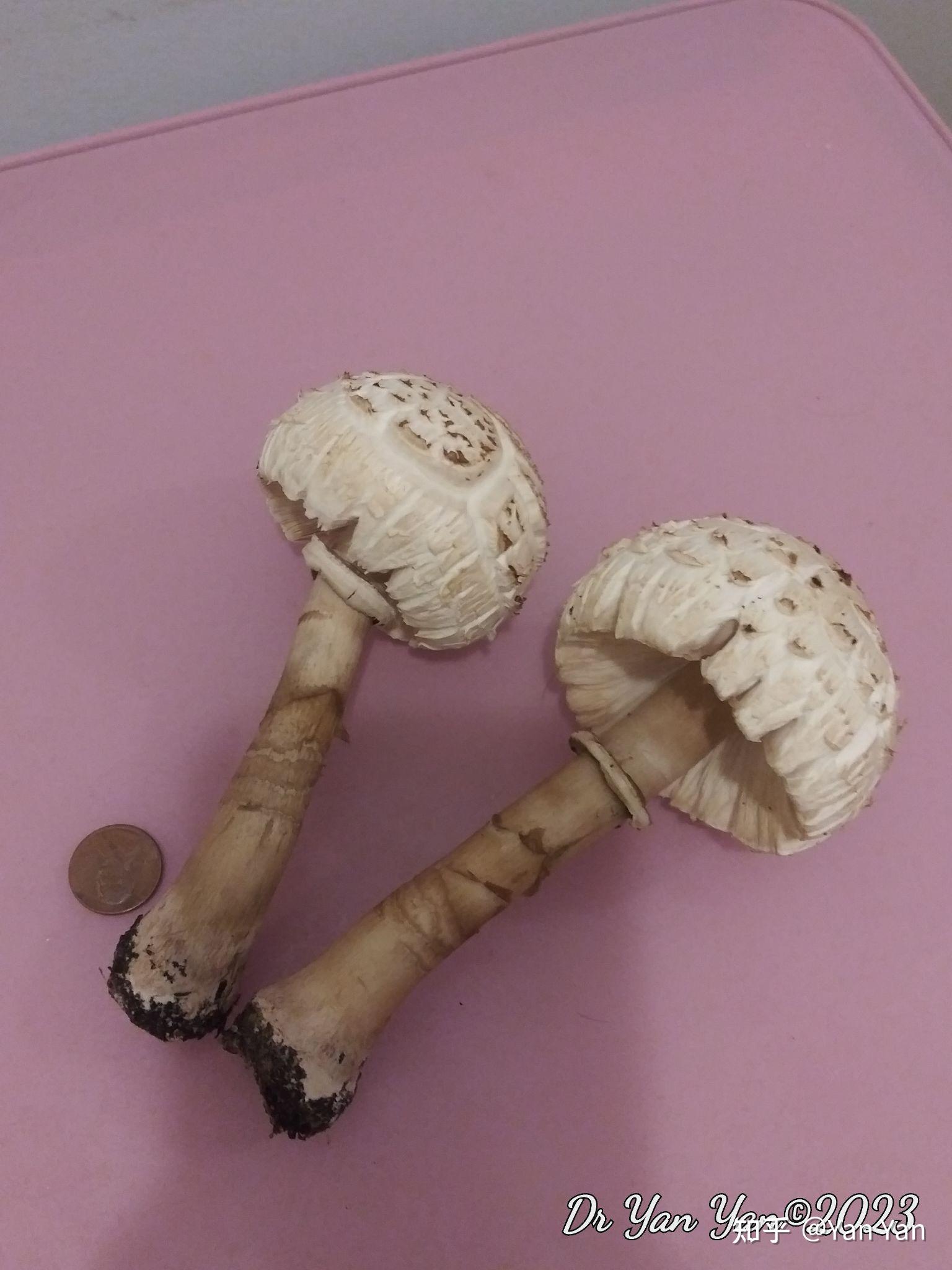 常见野生蘑菇高大环柄菇macrolepiota procera - 知乎