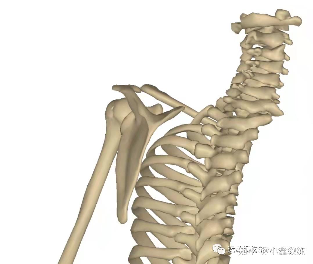 关节学肩关节复合体