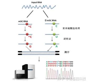 易基因|NSUN2介导RNA m5C修饰促进食管鳞状细胞癌进展的表观调控机制 | 肿瘤研究 - 知乎