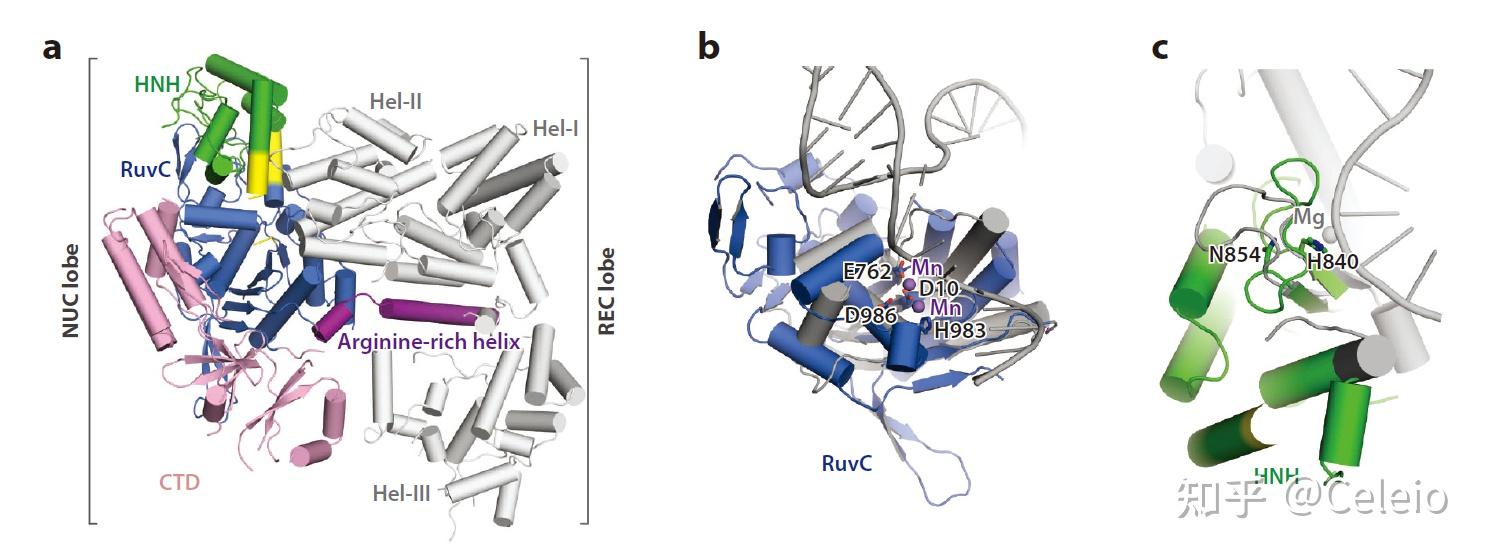 4 cas9酶