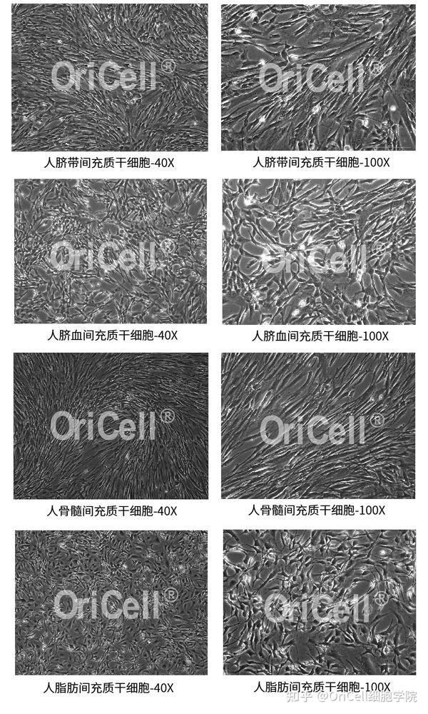 全新升级 人源msc无血清培养基，只为给你最好 知乎