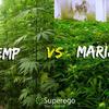 麻王集团 工业大麻种植 你想知道的都在这里 知乎 麻王集团 工业大麻种植 你想知道的都在这里 知乎
