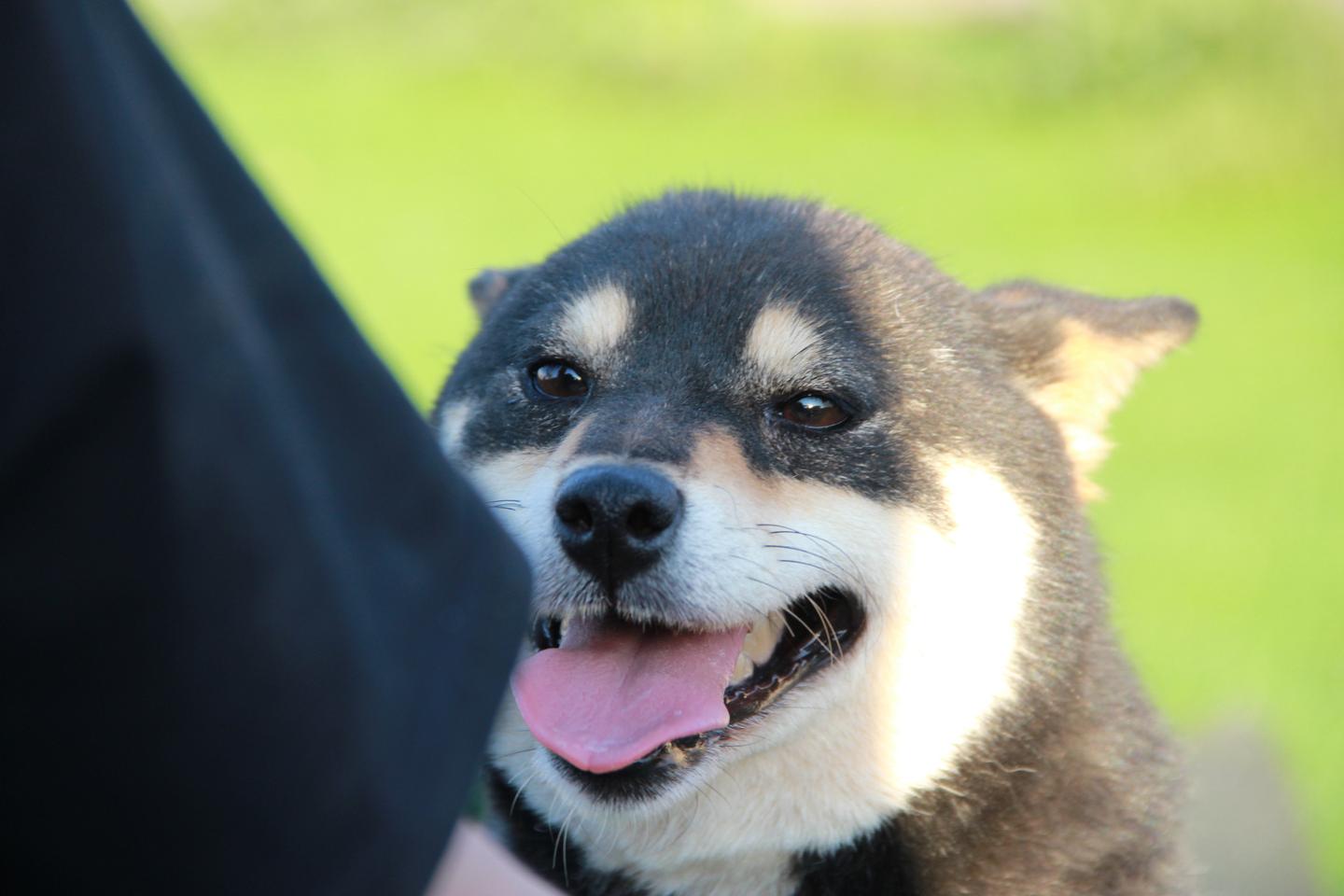 纯种柴犬多少钱？日系柴犬价格多少？哪里有卖日本柴犬的？ - 知乎