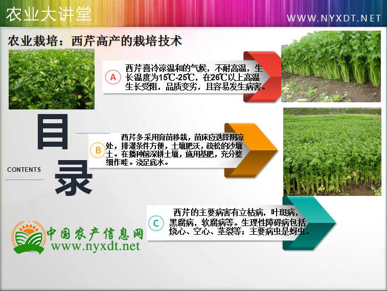 农业栽培 西芹高产的栽培技术 知乎