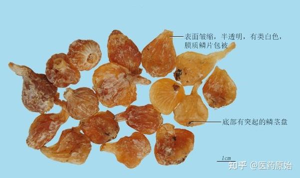 带你识别薤白 医药原始 中药真伪鉴别中药图谱看图识药中药基源中药