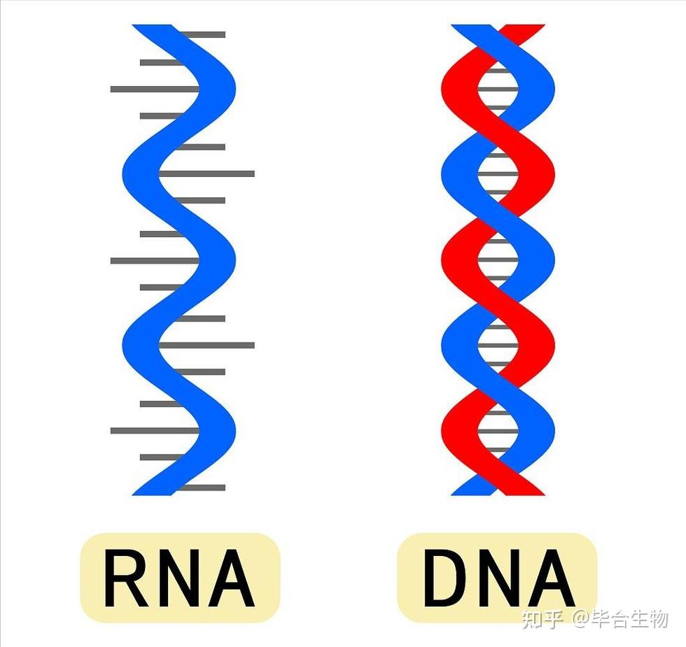 RNA连接酶与DNA连接酶的区别 - 知乎