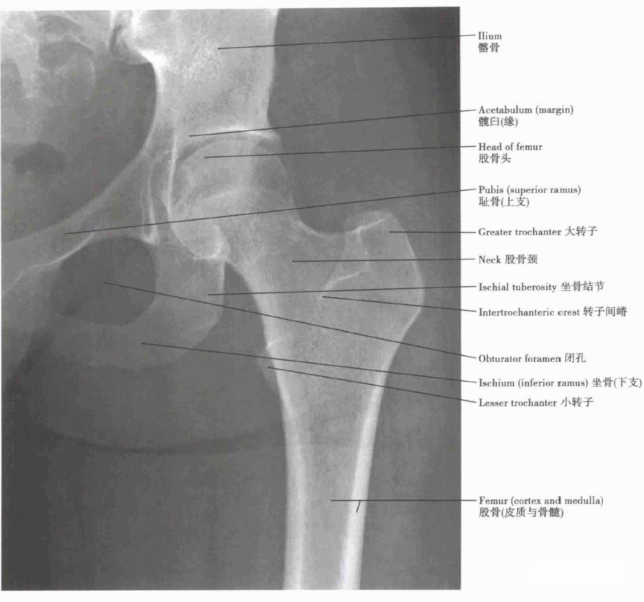 康復科普超全面下肢解剖圖解推薦收藏