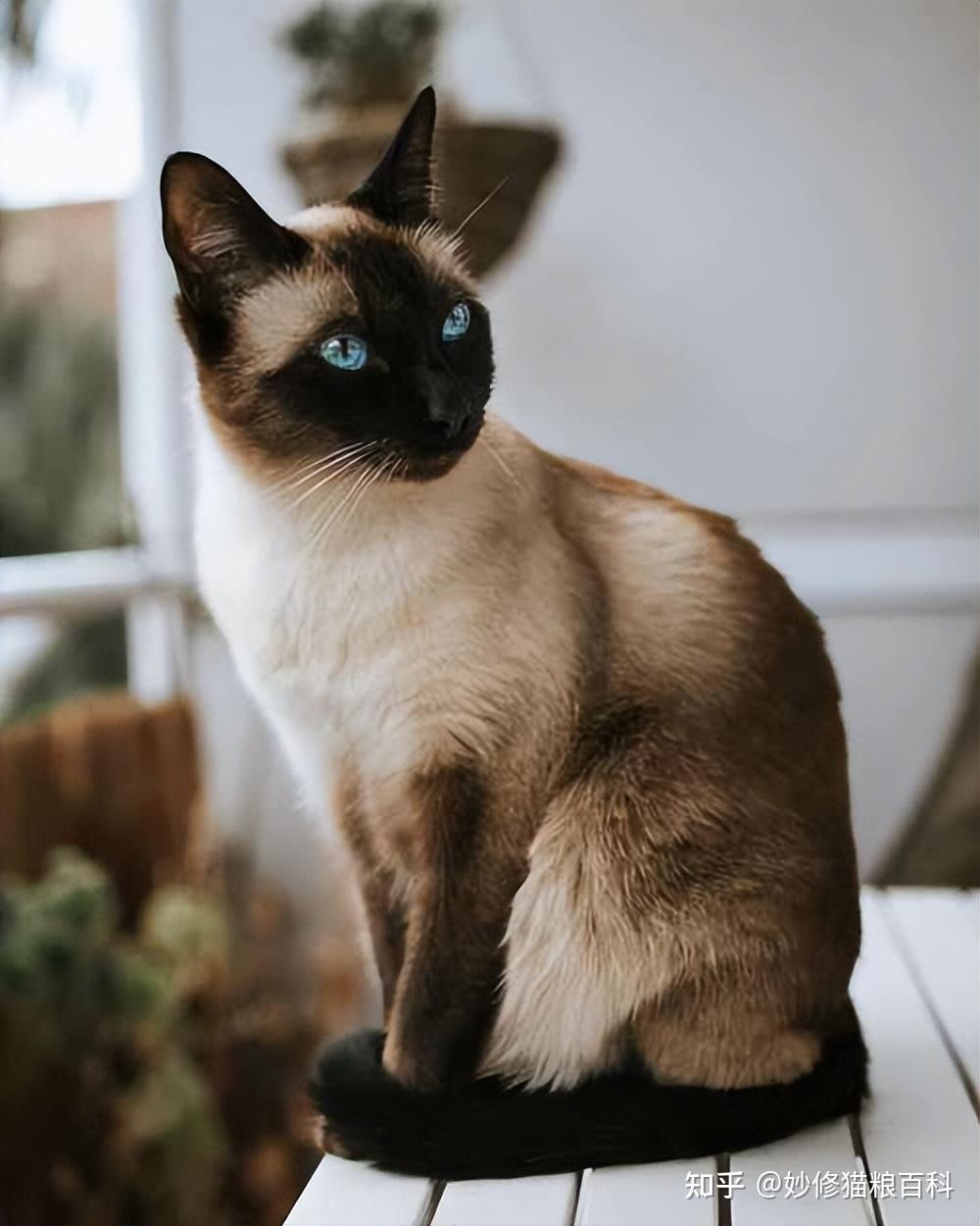 猫界最有“灵性”的6种猫,你对它的好,会铭记一生 - 知乎
