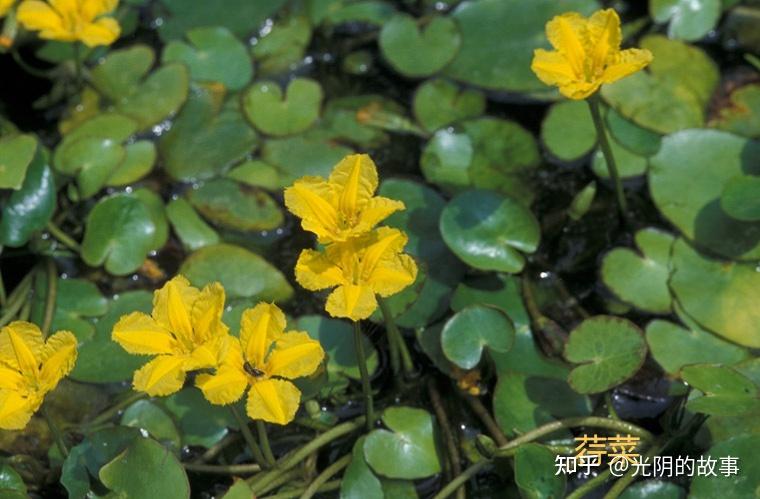 诗经里的植物——荇菜 - 知乎