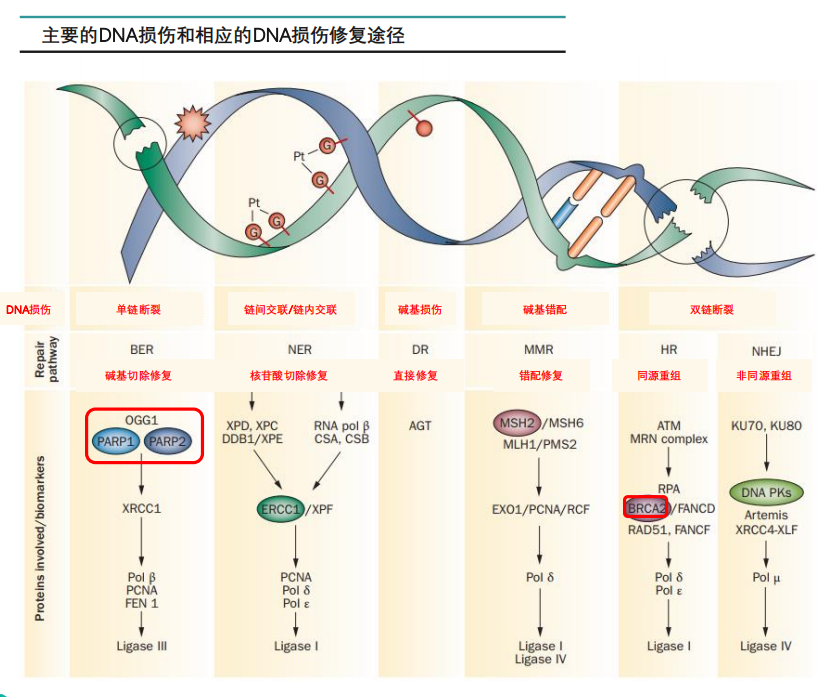 一,dna损伤修复的重要机制